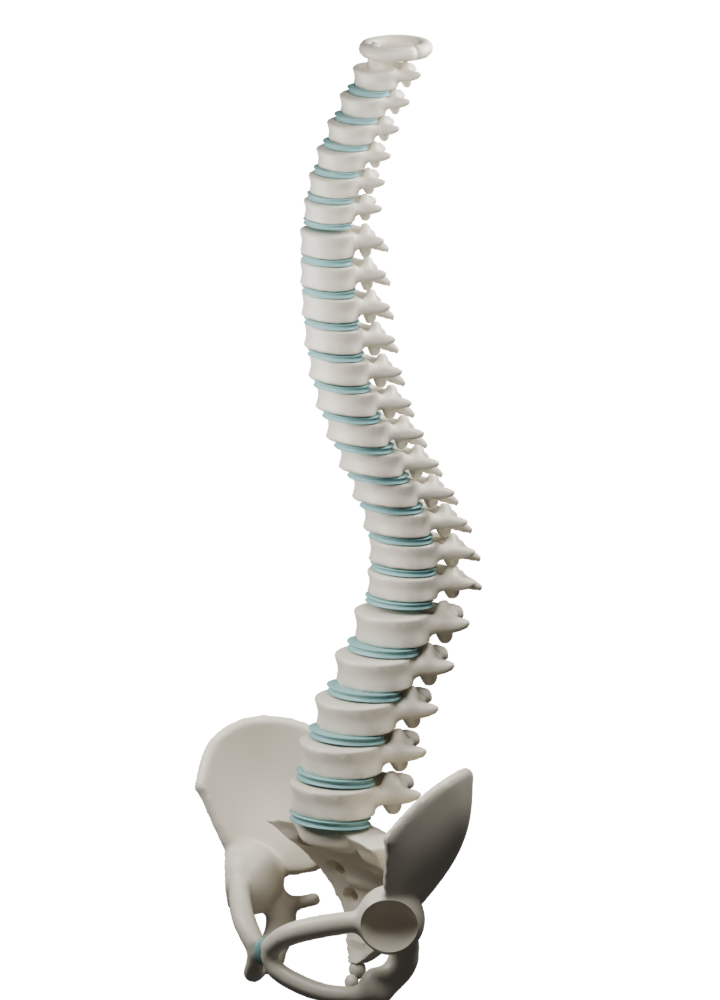 Modelo ilustrativo de la columna vertebral y la pelvis